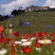 Un parc national dans les montagnes de Sibillini d'Italie possède des paysages uniques et des fleurs colorées