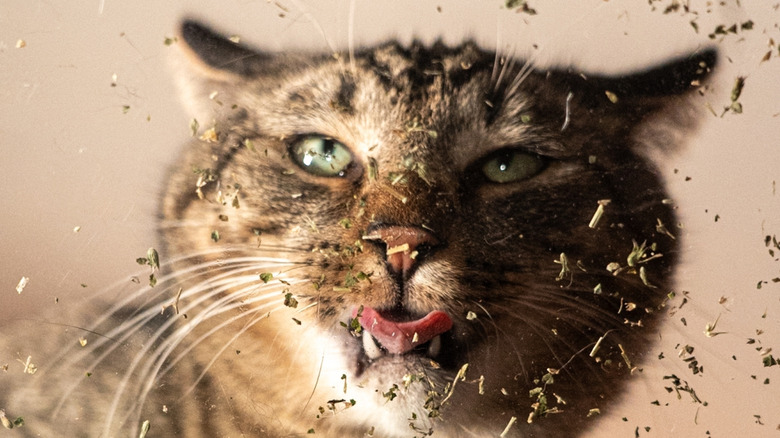 Sous la vue d'un chat tabby roulant et léchant le catnip d'une table en verre
