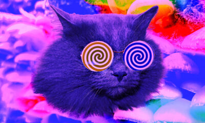 Quelle est la hauteur de votre chat quand il mange du catnip?