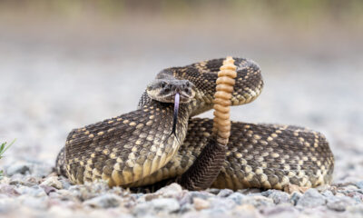 Un expert révèle pourquoi ce que vous savez sur les serpents à sonnettes et les morsures de serpent est probablement erronée