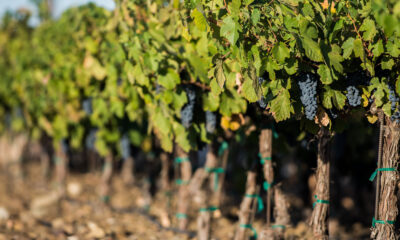 Le «lieu de naissance de Washington Wine» est une charmante ville pleine de caves primes