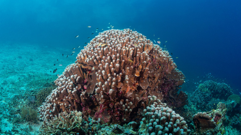 Pavona Clavus Coral pousse sur le fond de l'océan
