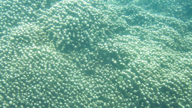 Une surface sous-marine recouverte entièrement dans le corail Pavona clavus