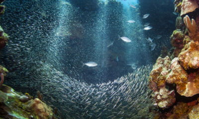 La plus grande créature sous-marine jamais trouvée est un animal auquel vous pourriez ne pas vous attendre