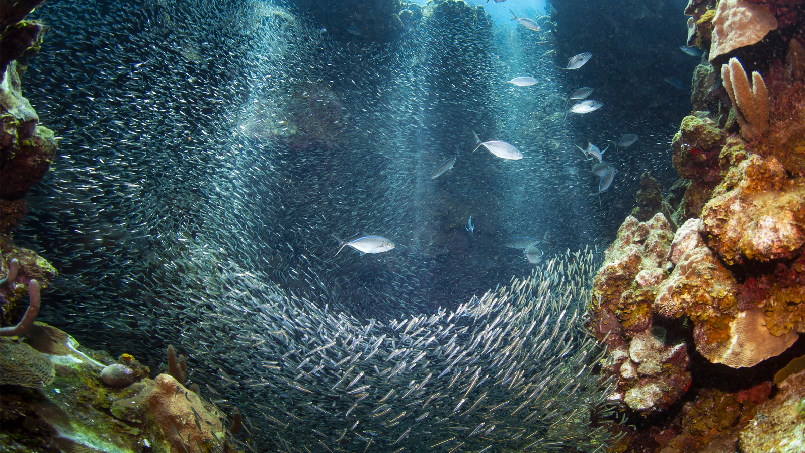 La plus grande créature sous-marine jamais trouvée est un animal auquel vous pourriez ne pas vous attendre