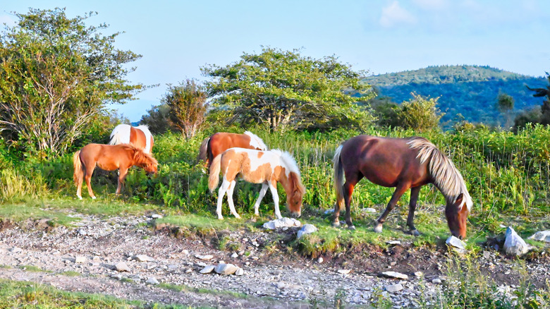 Des poneys sauvages broutant parmi les gommages rocheux dans les Appalaches