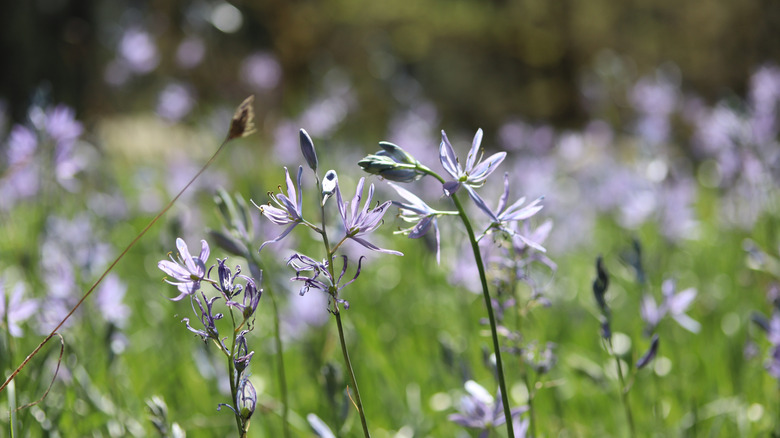 Camas Lylies, la fleurs sauvages homonymes de la ville, qui poussent dans la région