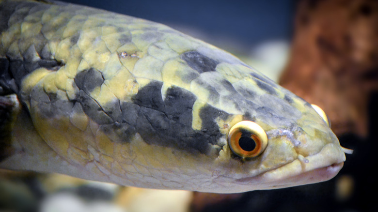 Profil du Northern Snakehead (Channa Argus)