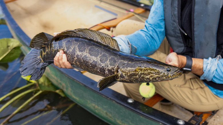 pêcheur affichant la capture de Northern Snakehead (Channa Argus)