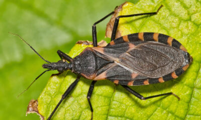 Le CDC a un avertissement troublant au sujet de la maladie de «baiser du bug»