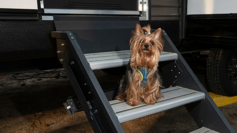 Un chien est assis dans les escaliers d'un VR