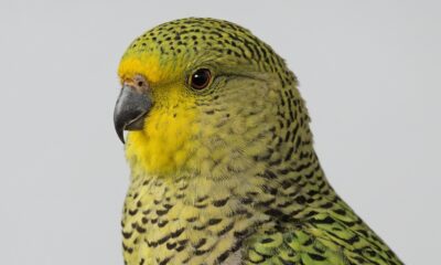 Cet oiseau rare s'est éteint il y a plus de 100 ans - ou l'a-t-il fait?