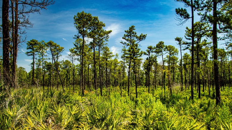 Pine et champ vert dans la forêt nationale d'Ocala