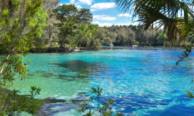 Est-ce que faire de cette forêt nationale de Floride dans un parc national conduirait-il à un surpris?