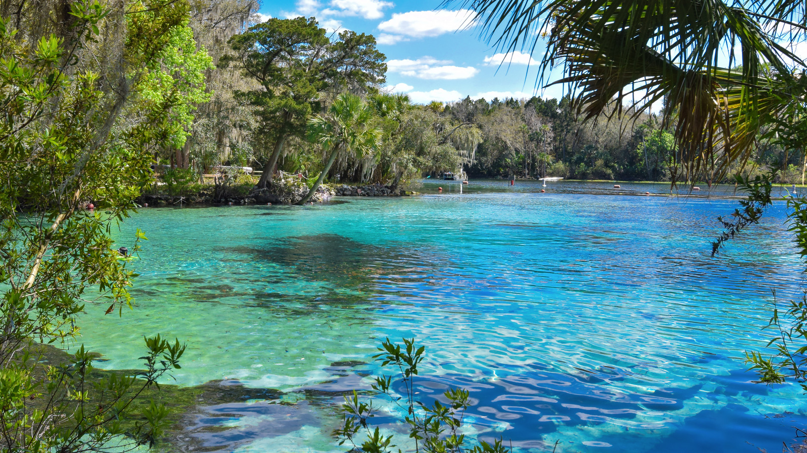 Est-ce que faire de cette forêt nationale de Floride dans un parc national conduirait-il à un surpris?
