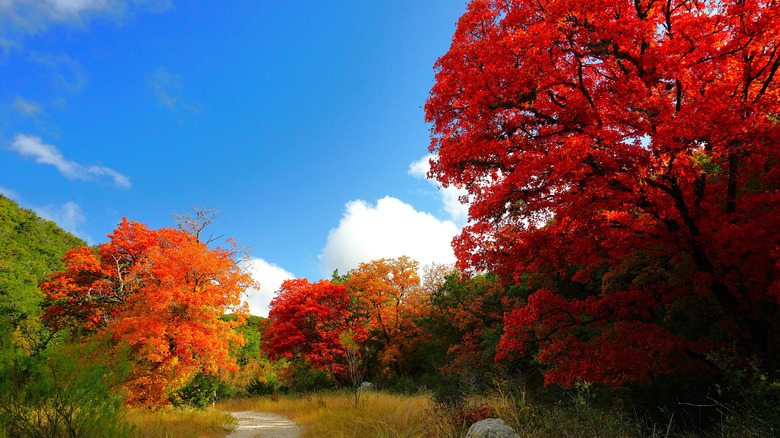 Randonnée des érables perdus State Natural Area Couleurs d'automne Aglow