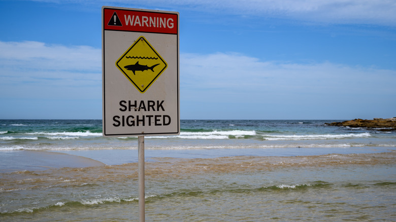 Signe du requin sur la plage avec l'océan en arrière-plan