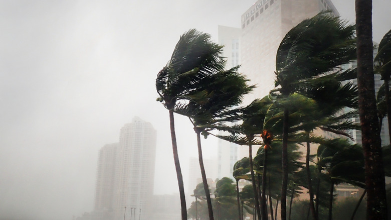 L'ouragan Irma frappe un Miami inondé, en Floride, des palmiers visibles au premier plan