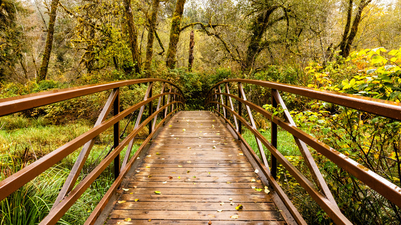 Une passerelle dans la forêt tropicale de Quinault à l'automne, le parc naitonal olympique