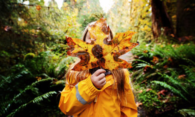 Le glorieux feuillage d'automne de Washington est un spectacle à voir dans le parc national olympique