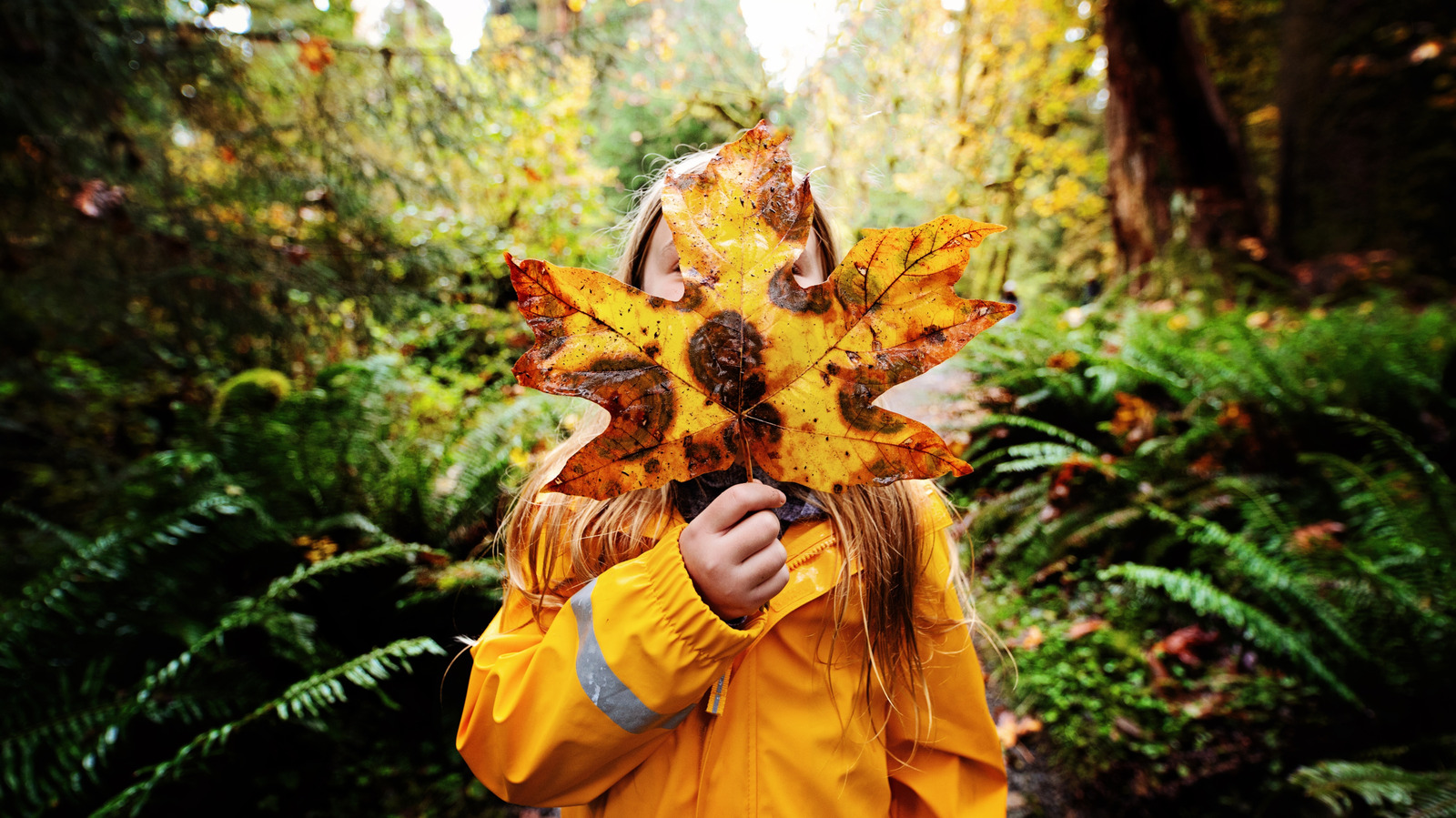 Le glorieux feuillage d'automne de Washington est un spectacle à voir dans le parc national olympique