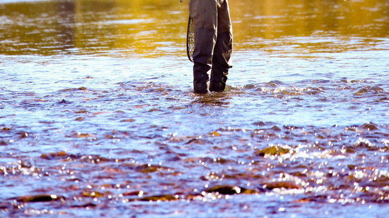 Un jeune homme pêche à la mouche dans une rivière avec des arbres d'automne jaunes en arrière-plan