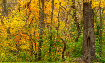 Le magnifique parc du Maryland dans les montagnes Blue Ridge offre des vues de feuillage d'automne pittoresque