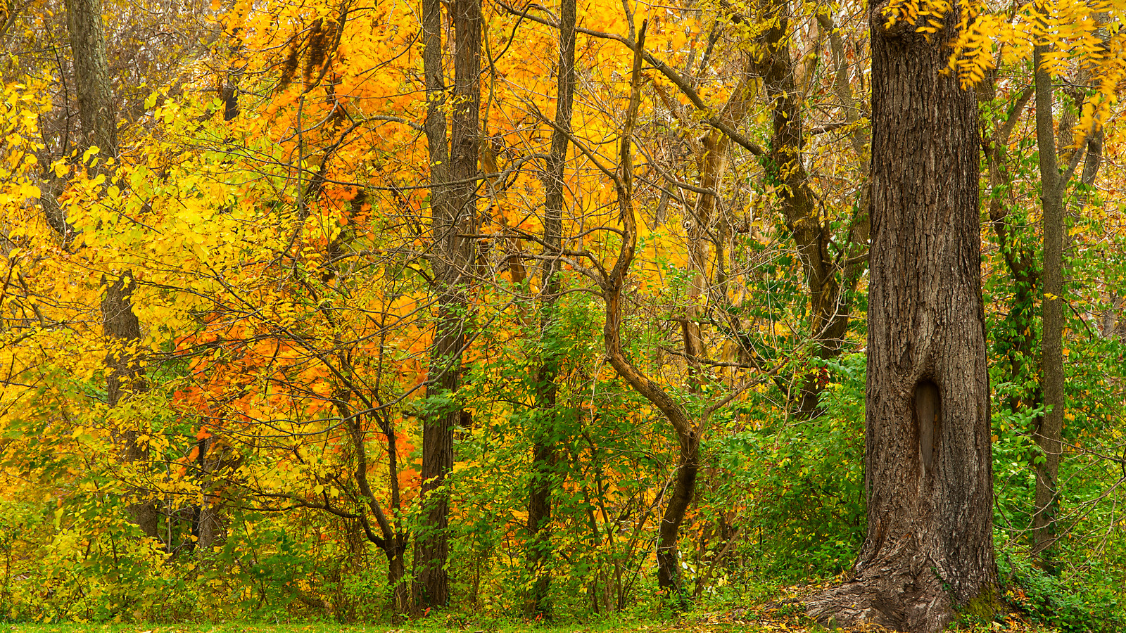 Le magnifique parc du Maryland dans les montagnes Blue Ridge offre des vues de feuillage d'automne pittoresque