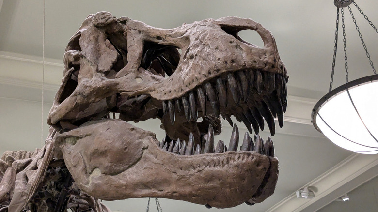 Face à squelette de T. Rex au American Museum of Natural History