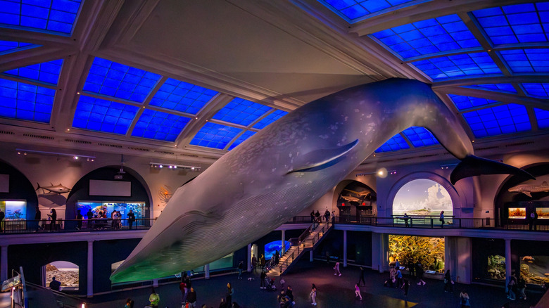 La baleine bleue géante à l'American Museum of Natural History