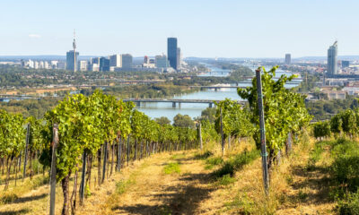 Cette activité d'automne populaire à Vienne ravira les amateurs de vin en plein air
