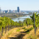 Cette activité d'automne populaire à Vienne ravira les amateurs de vin en plein air