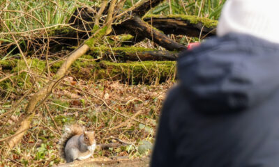 Les choses les plus étranges que vous verrez jamais un écureuil faire