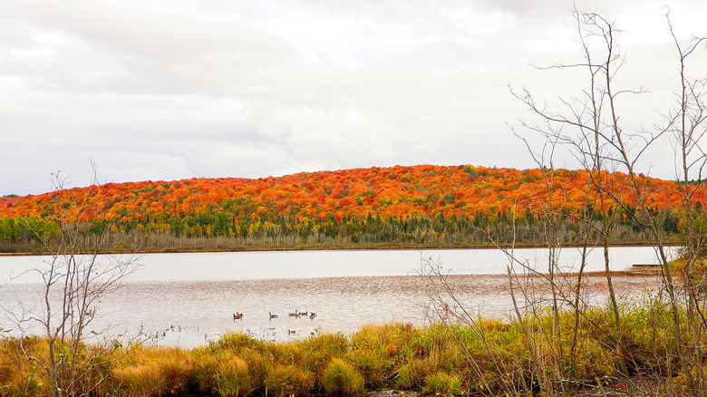 Une ligne d'arbre le long d'un lac avec des feuilles d'automne brillantes en rouge, orange et jaune