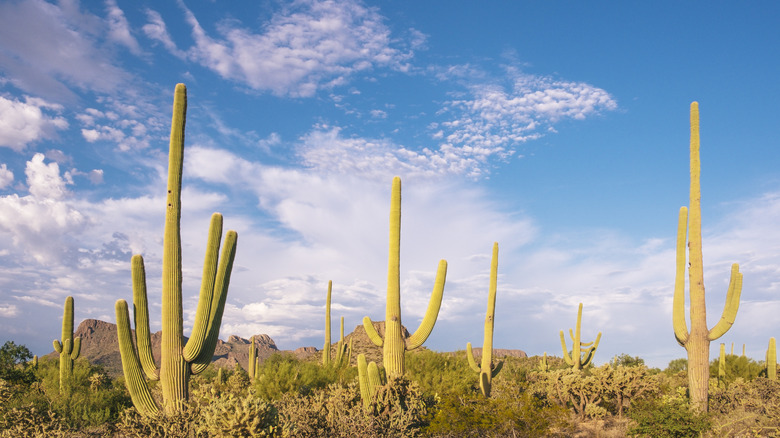 Saguaro cactus dans le parc national