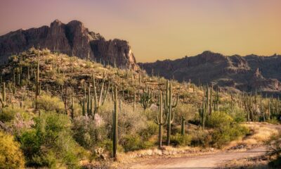 Pourquoi l'automne est l'un des meilleurs moments pour découvrir le pittoresque parc national de l'Arizona Saguaro