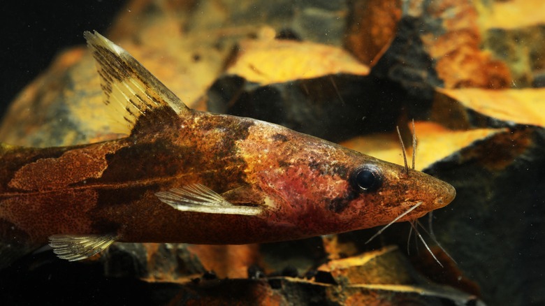 Gros plan du poisson-chat de bourdon nage