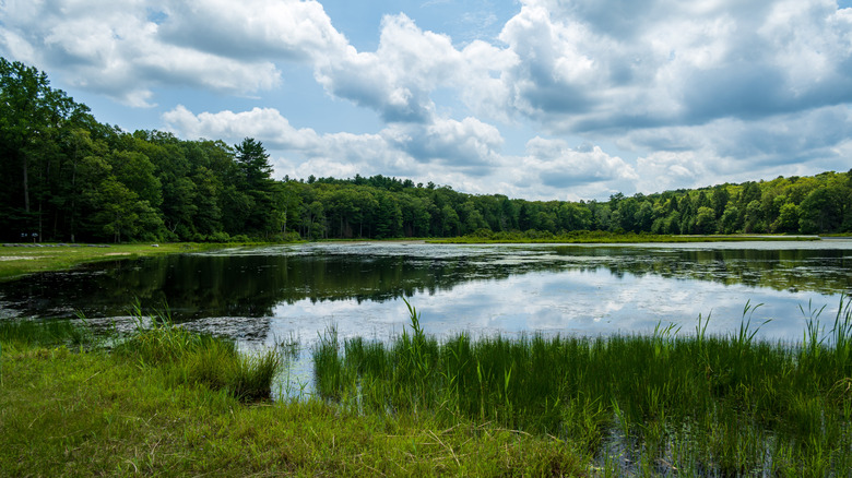 Lac et champ avec des arbres