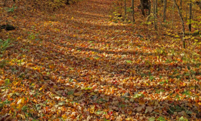 La seule forêt d'État urbaine du Wisconsin est une belle bijou de feuillage d'automne à Milwaukee