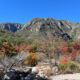 Ce canyon pittoresque dans le parc national des montagnes de Guadalupe possède de magnifiques couleurs à l'automne