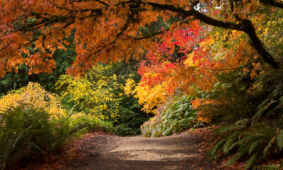 Le jardin botanique luxuriant de Washington est une magnifique attraction d'automne pleine de beaux arbres