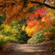 Le jardin botanique luxuriant de Washington est une magnifique attraction d'automne pleine de beaux arbres