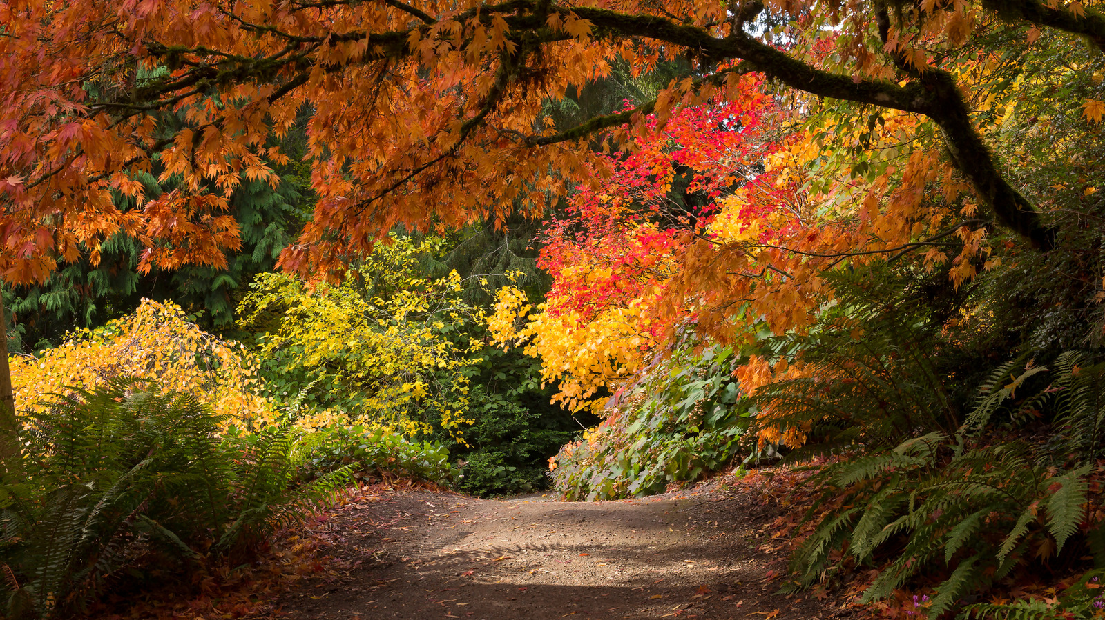Le jardin botanique luxuriant de Washington est une magnifique attraction d'automne pleine de beaux arbres