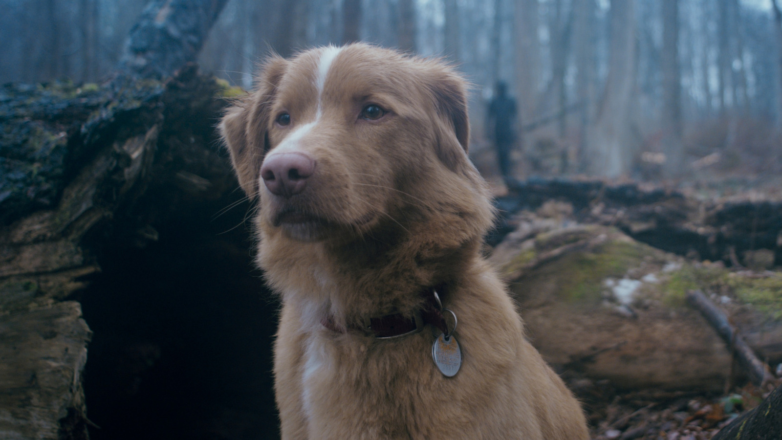 Good Boy Review: Ce film de maison hantée du POV d'un très bon chien est inventif et effrayant