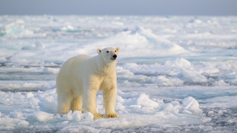 Un grand ours polaire debout sur la glace et la neige dans l'Arctique norvégien
