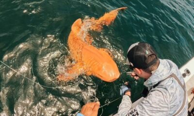 Le premier requin orange au monde est le résultat de deux conditions rares