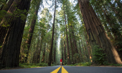 Le problème de vol bizarre qui afflige les parcs nationaux et d'État en Californie