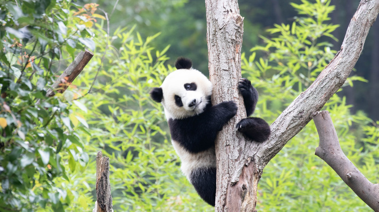 Un panda géant grimpant un arbre dans la forêt de bambou