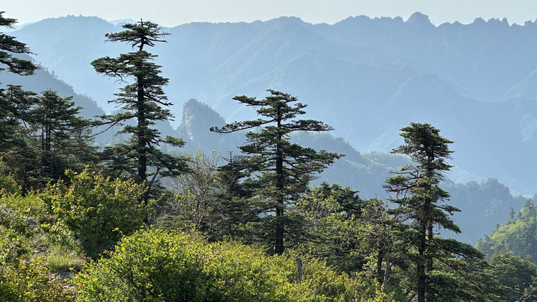 Montagnes recouvertes de végétation mélangée et d'arbres de conifères