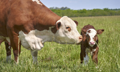 La science derrière les «vaches pessimistes» est vraiment déchirante